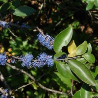 Memecylon umbellatum Burm.f.